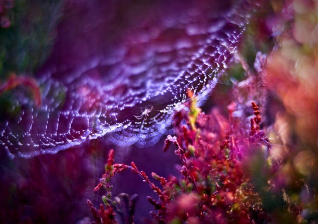 "The weaver of colors" fot. Magdalena Wasiczek